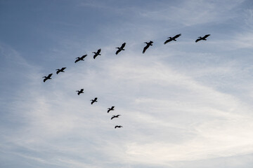 Pelicans flying in V formation at sunset against a blue sky with clouds, Oak Island, North Carolina, USA