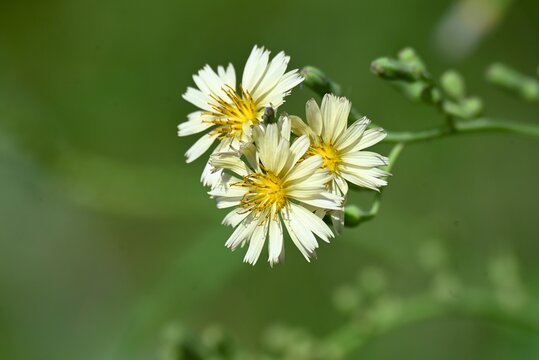 Indian lettuce (Lactuca indica) flowers. Asteraceae annual plants. Pale yellow ligulate flowers bloom in autumn. Young leaves are edible and have medicinal properties.