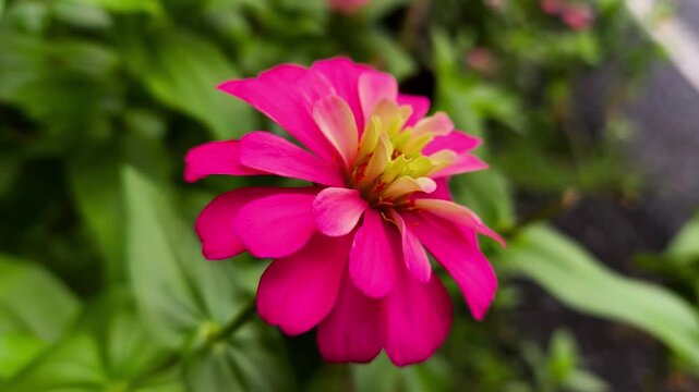 colorful blooming zinnia flowers plant, natural beauty