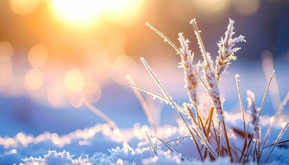 Icy Grass on Snowy Ground with Warm Golden Sunlight at Dawn in Winter Landscape