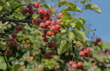 Zierapfel (Malus spec.), Früchte