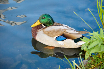 A captivating view of a male mallard duck swimming serenely in a calm pond, showcasing his bright...