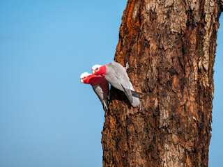 Pair of Galahs 