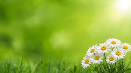Bright spring daisies blooming in fresh green grass with soft sunlight and vibrant bokeh background, creating a serene natural scene ideal for seasonal themes