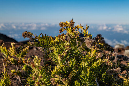 Dubautia menziesii, mountain dubautia, Na`ena`e.flowering plant in the family Asteraceae. Red Hill, Haleakalā National Park. Maui, Hawaii. 