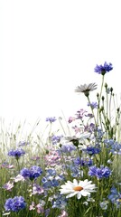 Colorful Wildflower Meadow In Spring
