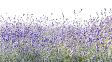 Field Of Purple Lavender Flowers