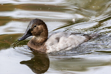 Common pochard. A medium sized diving duck.Currently listed ass a vulnerable species.