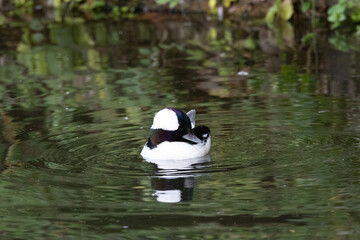 Bufflehead duck. North American species of bird. 