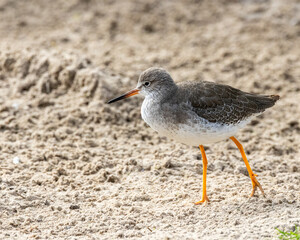 Common sandpiper. A wading bird seen around the edges of lakes and the coast of England.