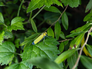 ツマグロオオヨコバイのクローズアップ　葉にとまる野外の昆虫・マクロ写真