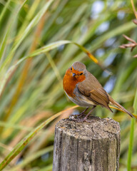 Popular British wild bird. Robin on a fence post.