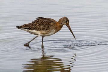 British wild bird. The snipe a shoreline wader. UK resident.