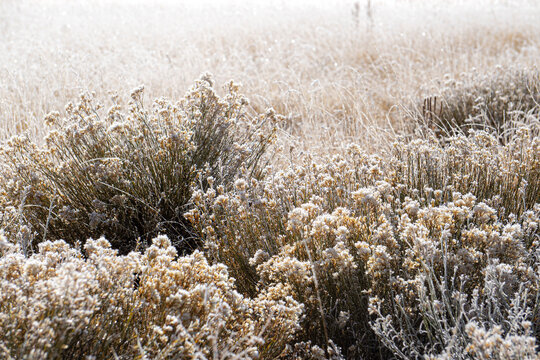 Frosty Rabbit Brush and other field plants are covered in frost ice crystals on a chilly autumn morning in Arizona, USA