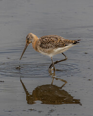 British wild bird. The snipe a shoreline wader. UK resident.