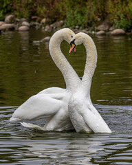 Pair of mute swans in a mating sequence. Partners for life. Beautiful birds