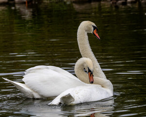 Fototapeta premium Pair of mute swans in a mating sequence. Partners for life. Beautiful birds