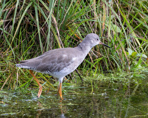 Common redshank. A British wading bird amongst the reeds.