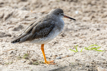 Common sandpiper. A wading bird seen around the edges of lakes and the coast of England.