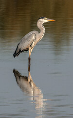 Grey heron fishing in a shallow lake