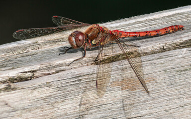 Close up of a common darter on a fence rail. 