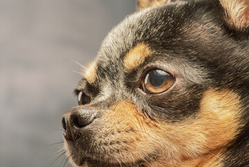 A black Chihuahua dog with fawn markings.