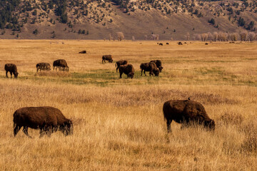  A small herd of American Bison (Bison bison) graze on the prairie under a blue sky with scattered clouds, The landscape has a plateau with a blue sky and white clouds overhead