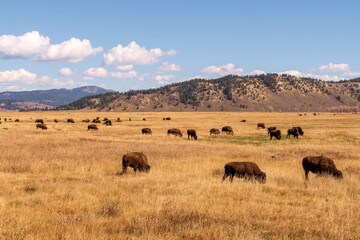  A small herd of American Bison (Bison bison) graze on the prairie under a blue sky with scattered clouds, The landscape has a plateau with a blue sky and white clouds overhead
