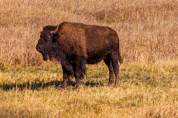 A single Bison or Buffalo standing outside in an Autumn prairie in the western United States.  The bison's brown, shaggy coat blends with the golden grasses