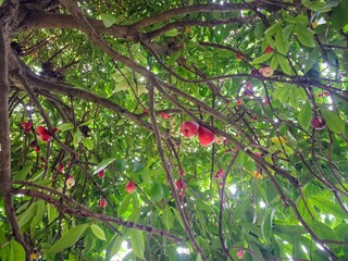 Fototapete bei efototapeten.de bestellen   