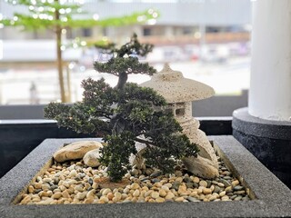 a small plant in a garden