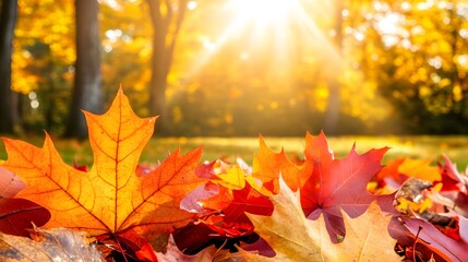 Vibrant autumnal maple leaves with sunlight in a blurry golden forest