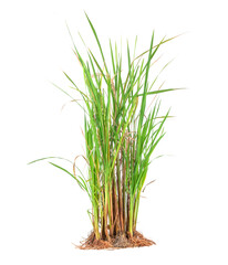 Natural green rice plant or grass with roots, green rice leaves and dry yellow leaves isolated on white background.