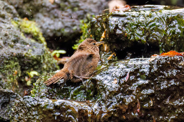 ミソサザイ, Eurasian Wren, Troglodytes troglodytes, ミソサザイ科,
山梨県富士吉田市大洞の水場-2025
山中湖の別荘地内にある水場。
崖から美しい清水が湧くポイントで、古くから登山者が水を飲んだり、野鳥が水浴びをしたりする。
