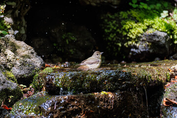 キビタキ, Narcissus Flycatcher, Ficedula narcissina, ヒタキ科
山梨県富士吉田市大洞の水場-2025
山中湖の別荘地内にある水場。
崖から美しい清水が湧くポイントで、古くから登山者が水を飲んだり、野鳥が水浴びをしたりする。
