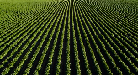 Aerial view of perfectly aligned rows of green crops in a vast agricultural field