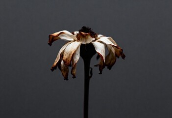 A close-up of a wilted flower showcasing the natural process of decay