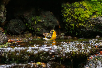 キビタキ, Narcissus Flycatcher, Ficedula narcissina, ヒタキ科
山梨県富士吉田市大洞の水場-2025
山中湖の別荘地内にある水場。
崖から美しい清水が湧くポイントで、古くから登山者が水を飲んだり、野鳥が水浴びをしたりする。

