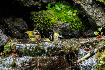 キビタキ（ヒタキ科）, Narcissus Flycatcher (Ficedula narcissina),
ヤマガラ（シジュウカラ科）, Varied Tit (Sittiparus varius),
メジロ, Japanese White Eye, Zosterops Japonica, メジロ科,
山梨県富士吉田市大洞の水場-2025
山中湖の別荘地内にある水場。
崖から美しい清水が湧く