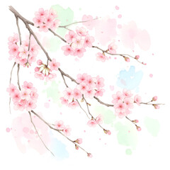 Naklejka premium vector illustration of sakura flower