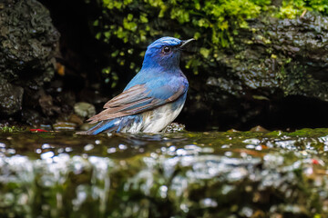 オオルリ, 
英名学名科目：Blue-and-white Flycatcher, Cyanoptila cyanomelana, ヒタキ科,
山中湖の別荘地内にある水場。
崖から美しい清水が湧くポイントで、古くから登山者が水を飲んだり、野鳥が水浴びをしたりする。
山梨県富士吉田市大洞の水場-2025
