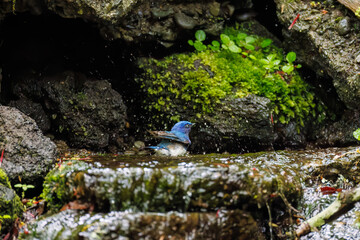 オオルリ, 
英名学名科目：Blue-and-white Flycatcher, Cyanoptila cyanomelana, ヒタキ科,
山中湖の別荘地内にある水場。
崖から美しい清水が湧くポイントで、古くから登山者が水を飲んだり、野鳥が水浴びをしたりする。
山梨県富士吉田市大洞の水場-2025

