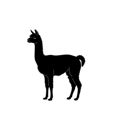 Black silhouette vector of an alpaca standing, isolated on white background. Great for farm animal design, Peruvian culture symbol, textile logo, or South American wildlife art
