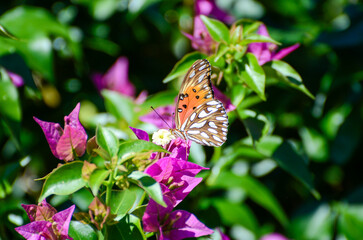 Butterfly on Purple Flowers in Sunlit Garden