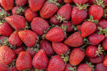 Plastic box full of strawberry between bushes on the farm. Harvest organic strawberry farm, berries, Fresh Strawberries in the box and in the background the lines of a strawberry plant in the field.