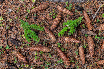 A pile of fir cones on the ground. Some are green, some are brown.