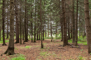 Obraz premium Beautiful Siberian taiga on a summer day. Gorgeous landscapes of the evergreen forest.