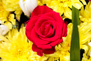 Single bright red rose in middle of yellow chrysanthemum flower arrangement