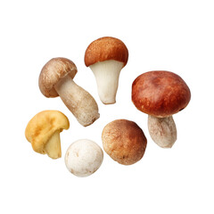 Variety of Fresh Mushrooms Including Porcini, Chanterelle, and Cremini on White Background