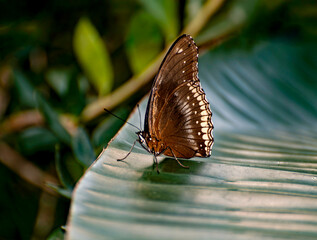 A brown butterfly with striking patterns is perched on a green leaf in a vibrant tropical environment.